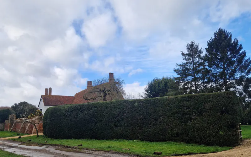 Long, formally clipped evergreen hedge beside a country garden
