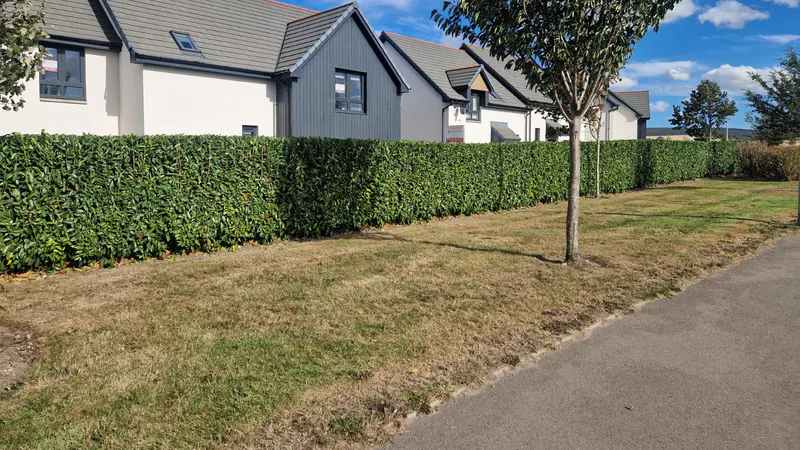 Neatly trimmed hedge bordering homes and shared grass within a housing development