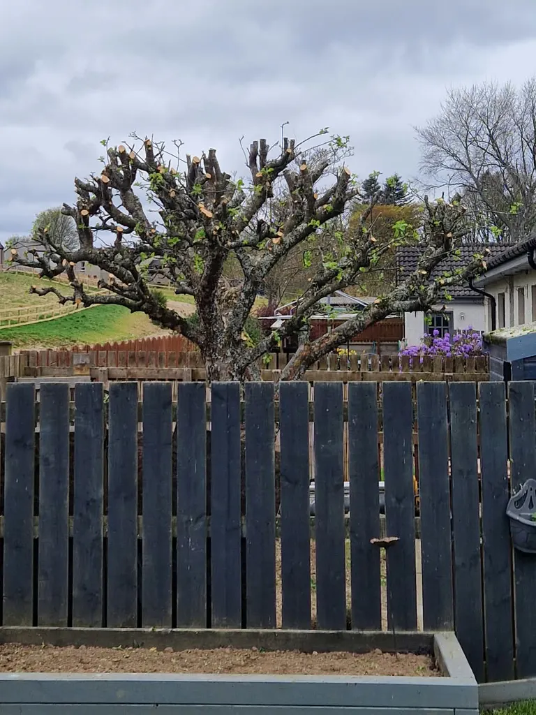 Same garden tree after completed reduction work