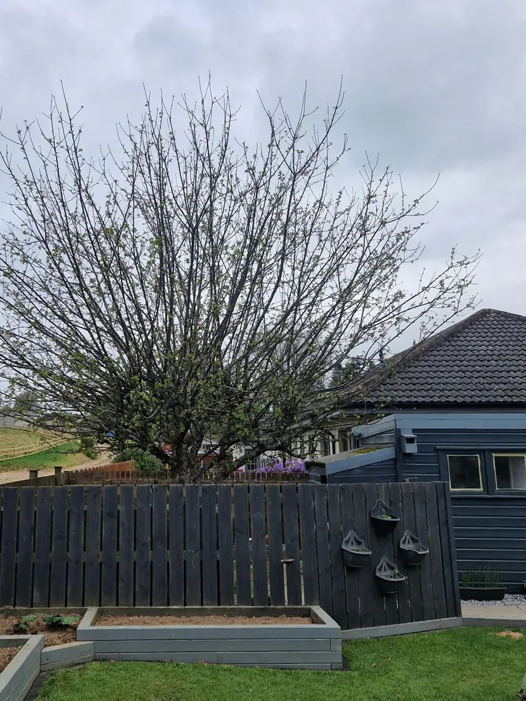 Established garden tree before agreed reduction work