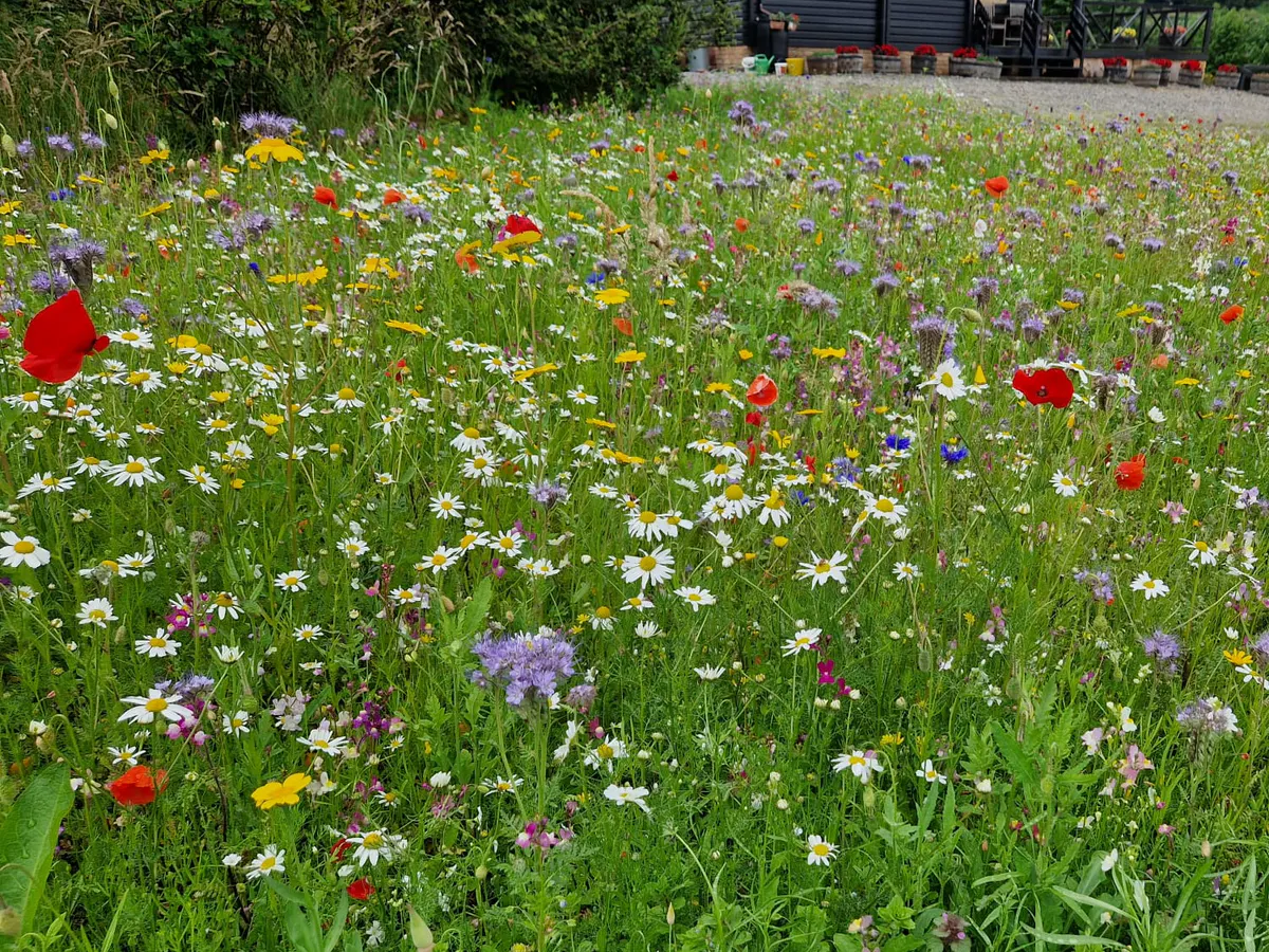 Colourful wildflower meadow beside a rural property and Speyside Valley vehicle