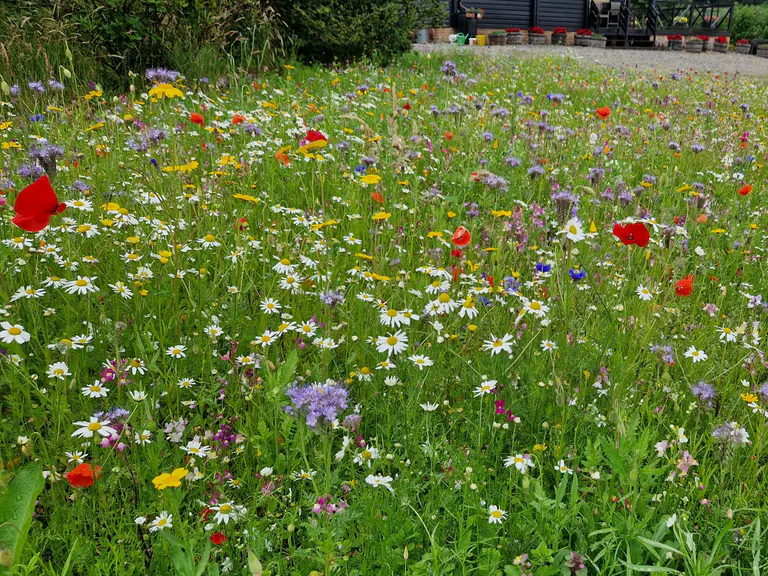 Colourful wildflower grounds in summer